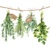 25x25 FRESH HERBS, Ambiente