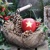 STAR APPLE, Ambiente