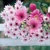 GERBERAS, Ambiente