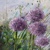  ALLIUM, Ambiente