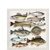 FISH VARIETY, Ambiente