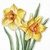 FLOWERING DAFFODILS 33x33, Ambiente