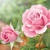 ROSES IN GARDEN 33x33, Ambiente
