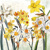 NARCISSUS, Ambiente