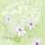 LILLY & LENNI 40x40 Linclass, Mank
