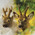 ROEBUCK 33x33, Ambiente
