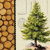PINE TREE 33x33, Ambiente